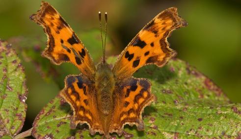 Comma butterfly - David Londshaw - David Londshaw